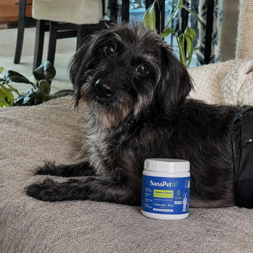 Foto de perro cliente SanaPet
