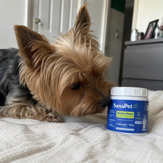 Foto de perro cliente SanaPet