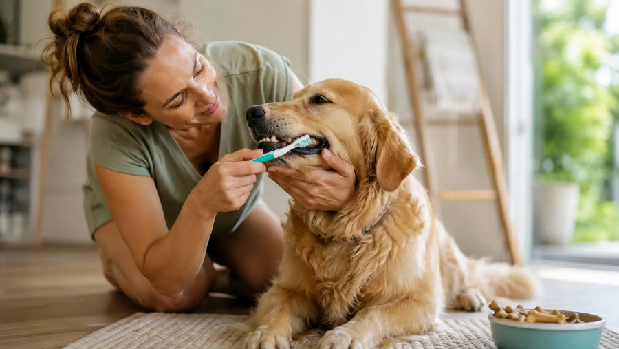 Mujer cepillando dientes de su perro labrador