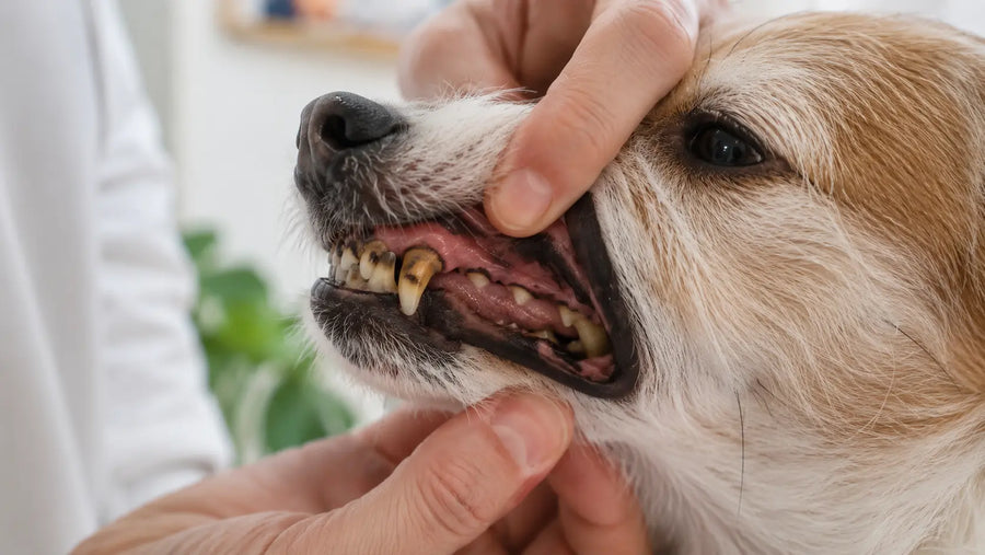 sugerido: Sarro amarillo acumulado en los dientes de un perro