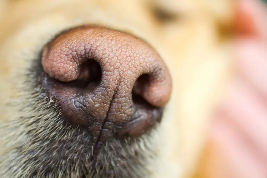 Zoom de nariz de perro labrador