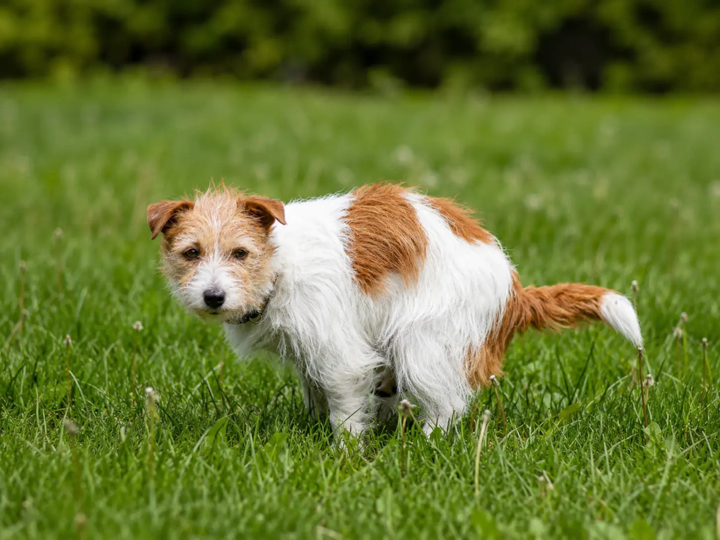 Perro defecando en el pasto