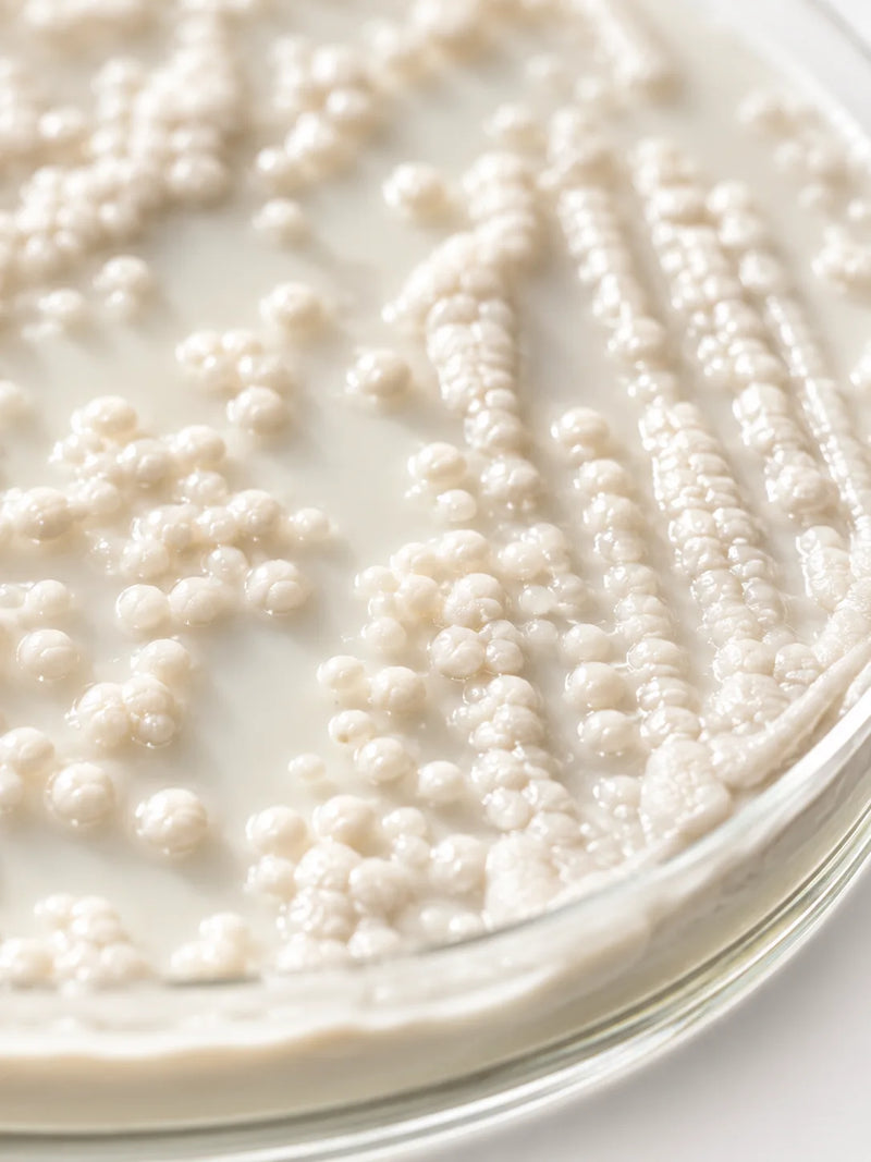 Lactobacillus brevis