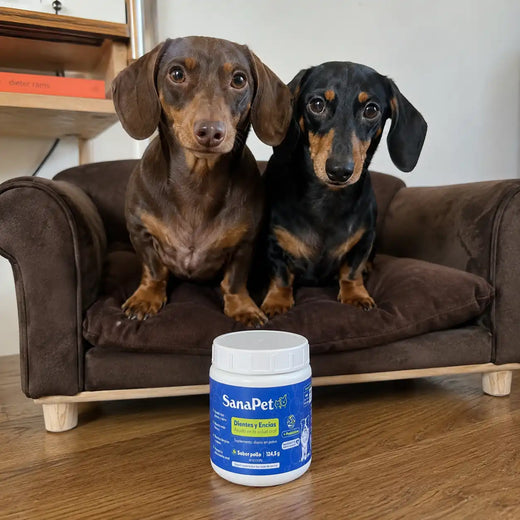Foto real de perro cliente SanaPet