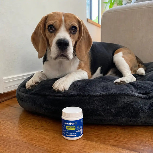 Foto de perro cliente SanaPet
