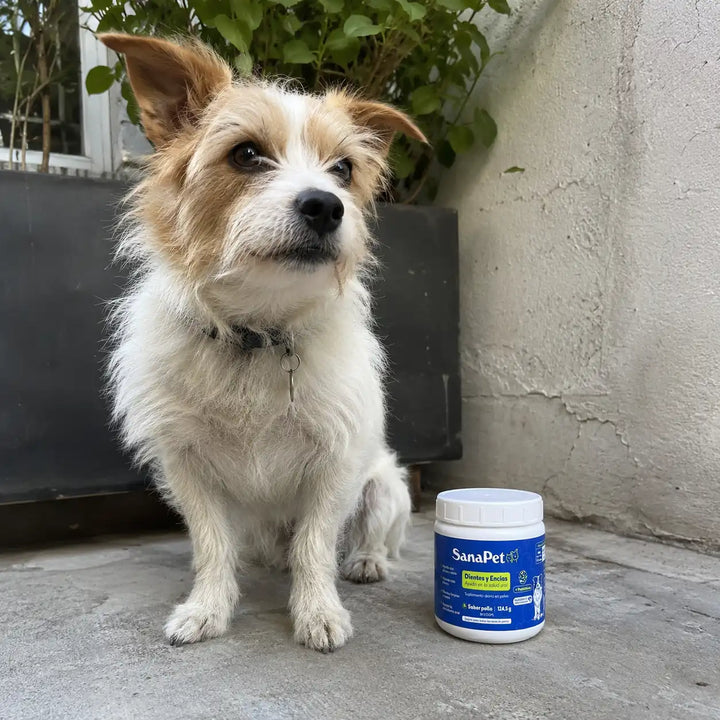 Perro de cliente SanaPet