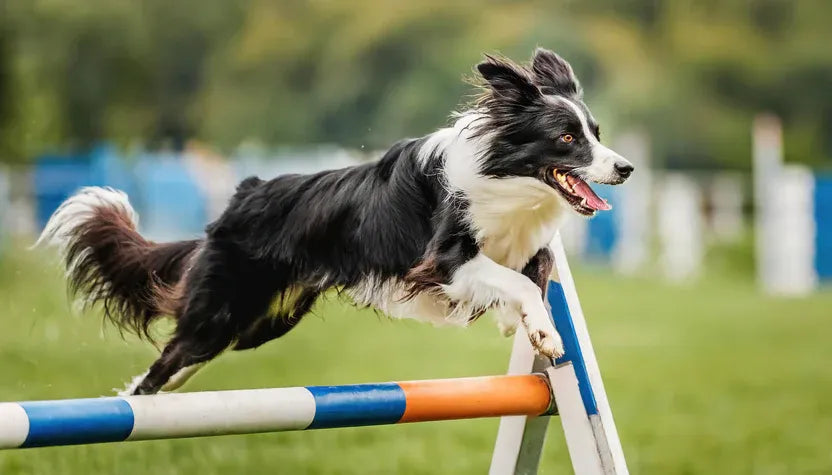 Perro Border Collie haciendo ejercicio en un parque