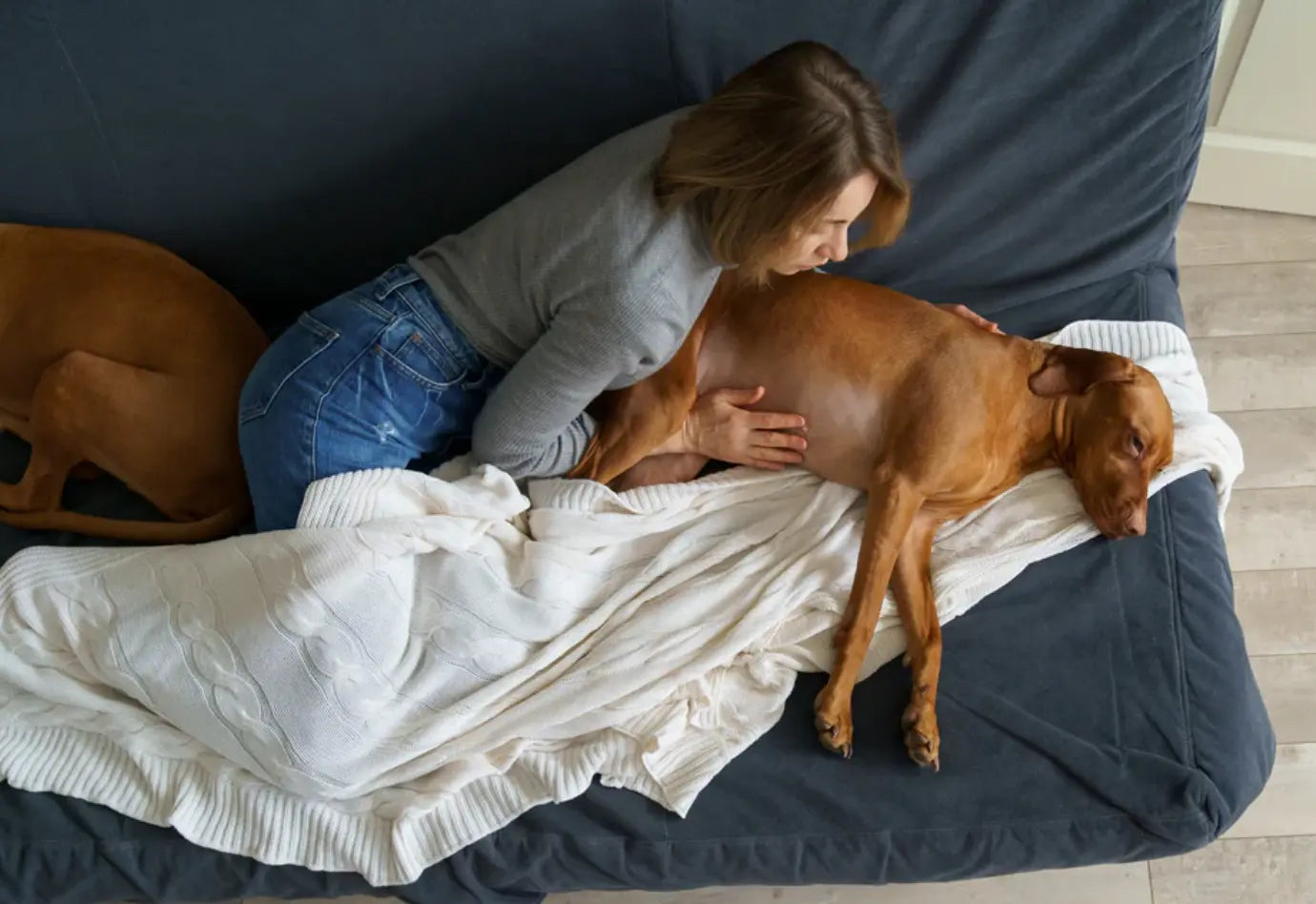 Tutor sosteniendo el estomago de su perro enfermo