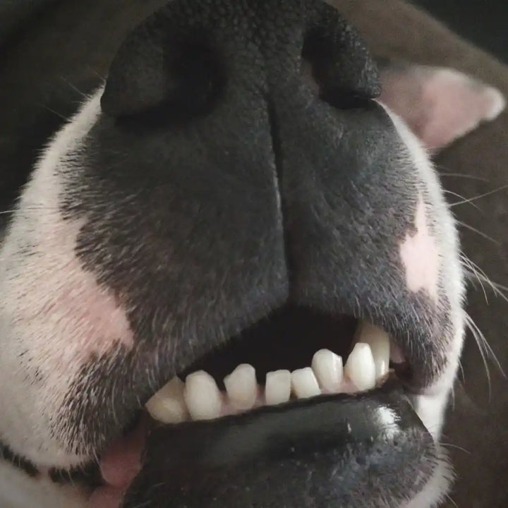 Perro de cliente SanaPet