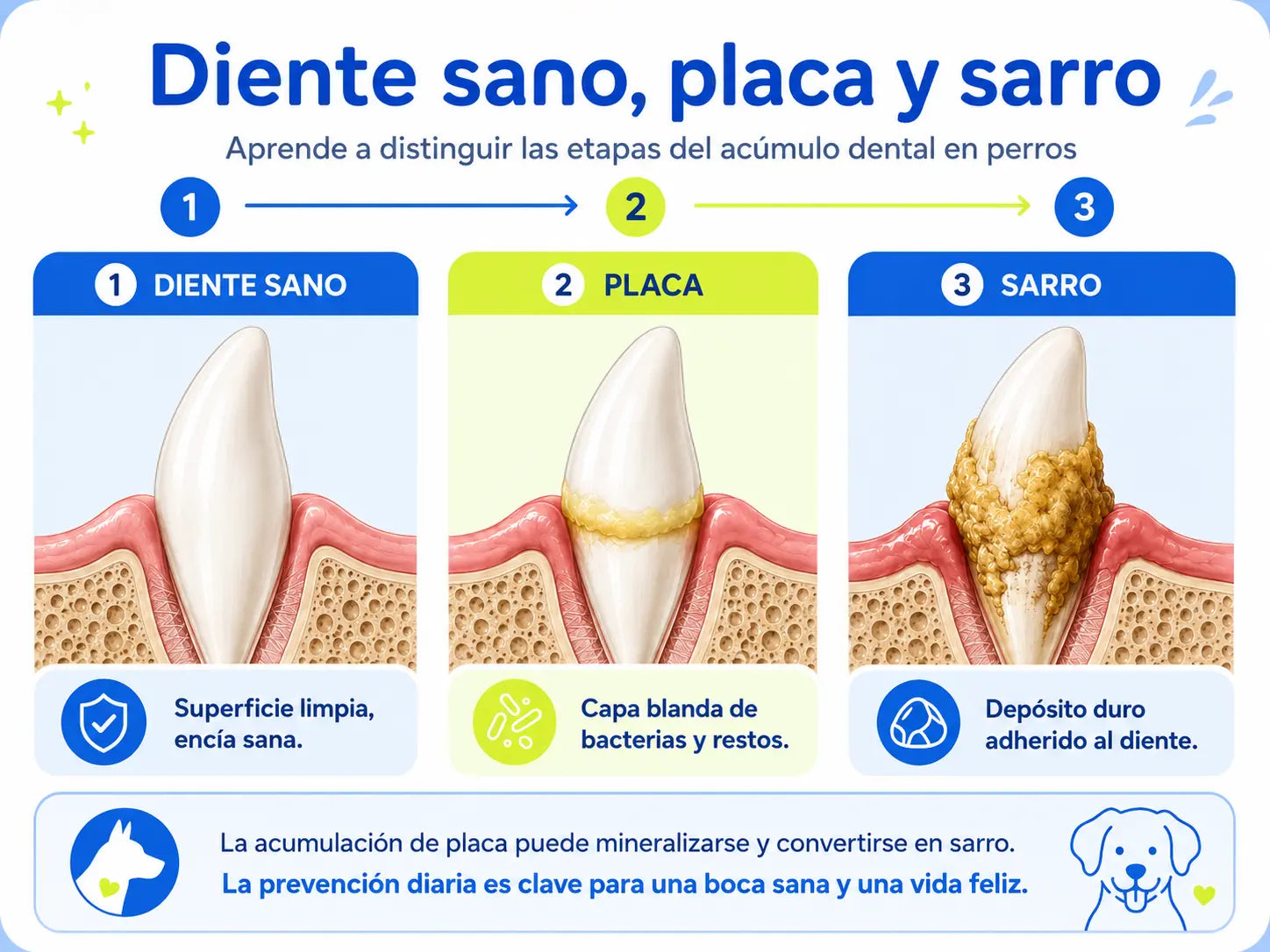 Diferencia entre placa bacteriana y sarro en los dientes de un perro