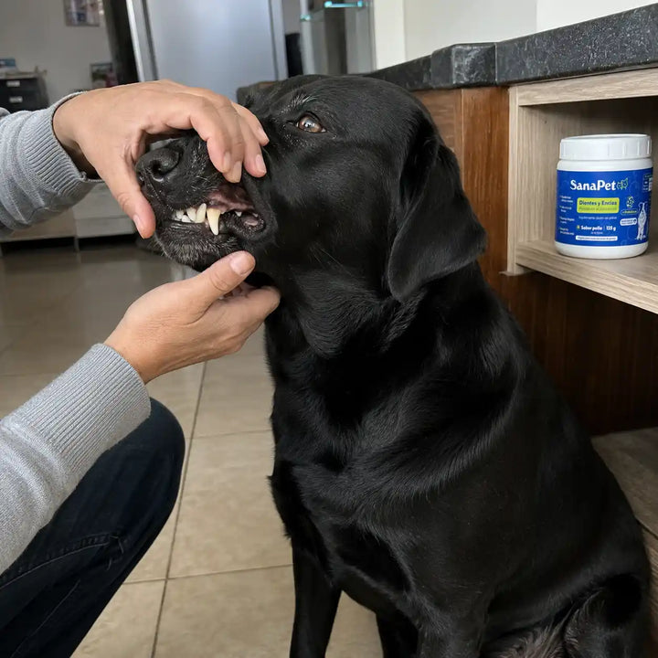 Perro de cliente SanaPet