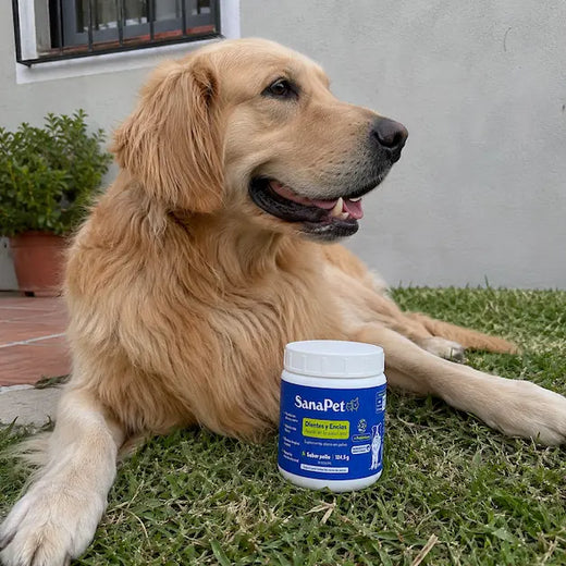 Foto de perro cliente SanaPet