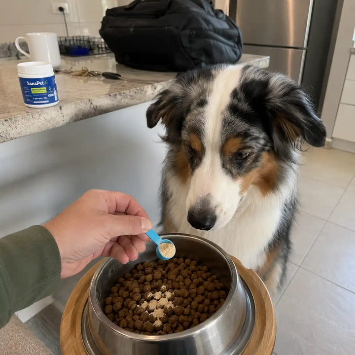 Perro de cliente SanaPet