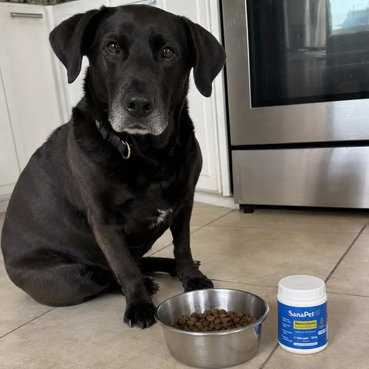Foto real de perro cliente SanaPet
