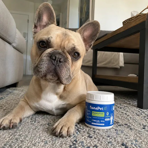 Foto de perro cliente SanaPet