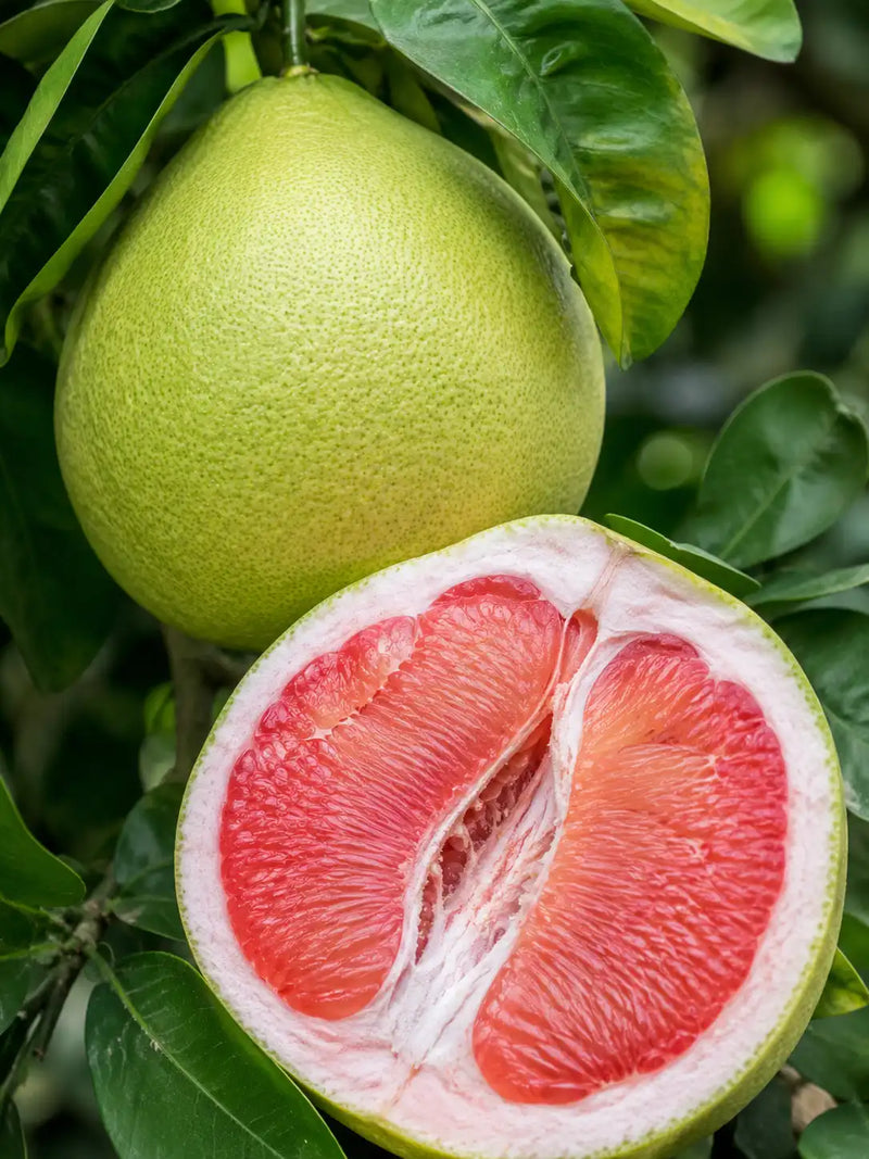 Pomelo