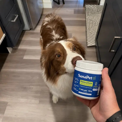 Foto real de perro cliente SanaPet