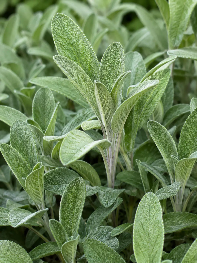 Salvia molida