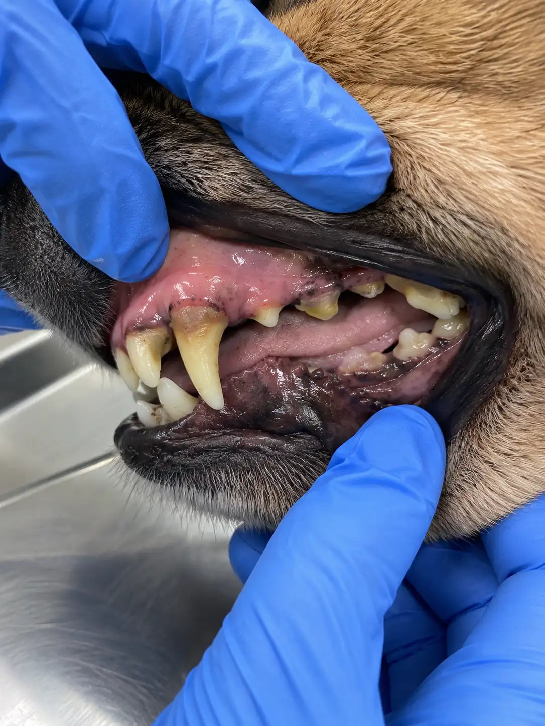 Dientes de perro con placa y sarro acumulado en el veterinario.