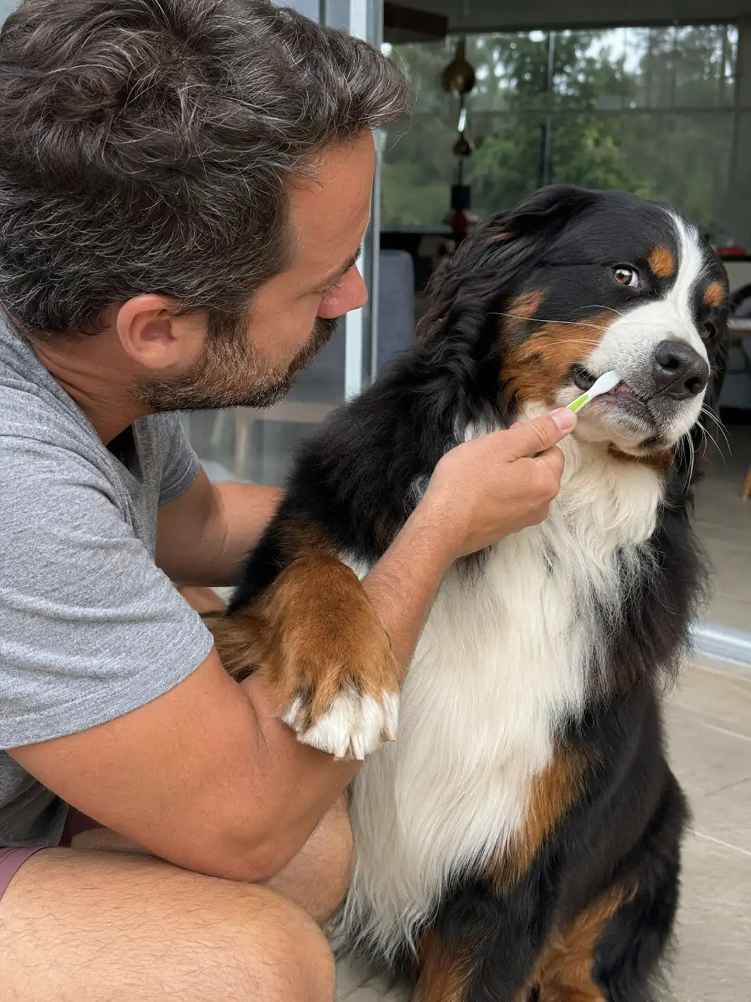 Tutor de perro intentando cepillar los dientes a un Boyero de berna.